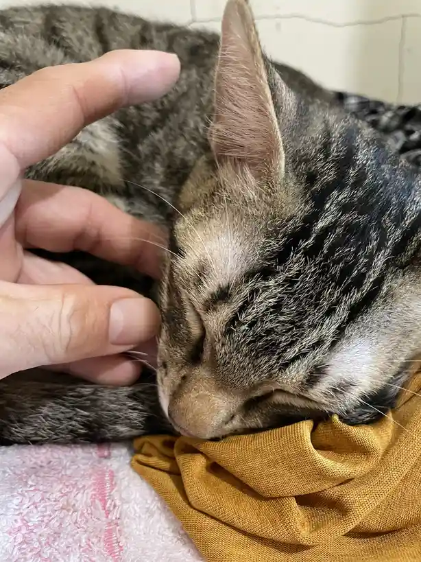 The Cutest Sleeping Cat Ever