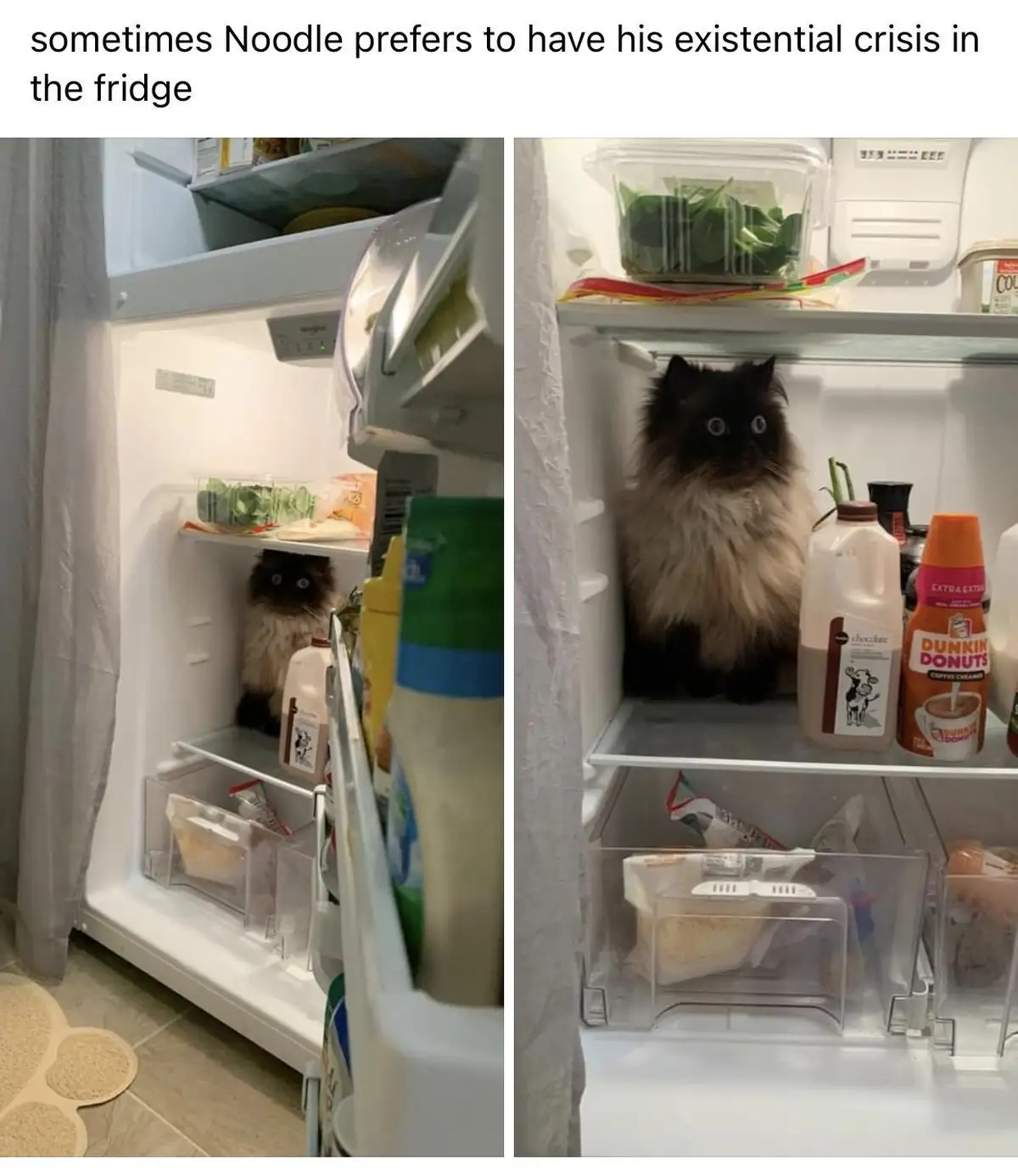 Noodle Vibes: I Feel You, Buddy!