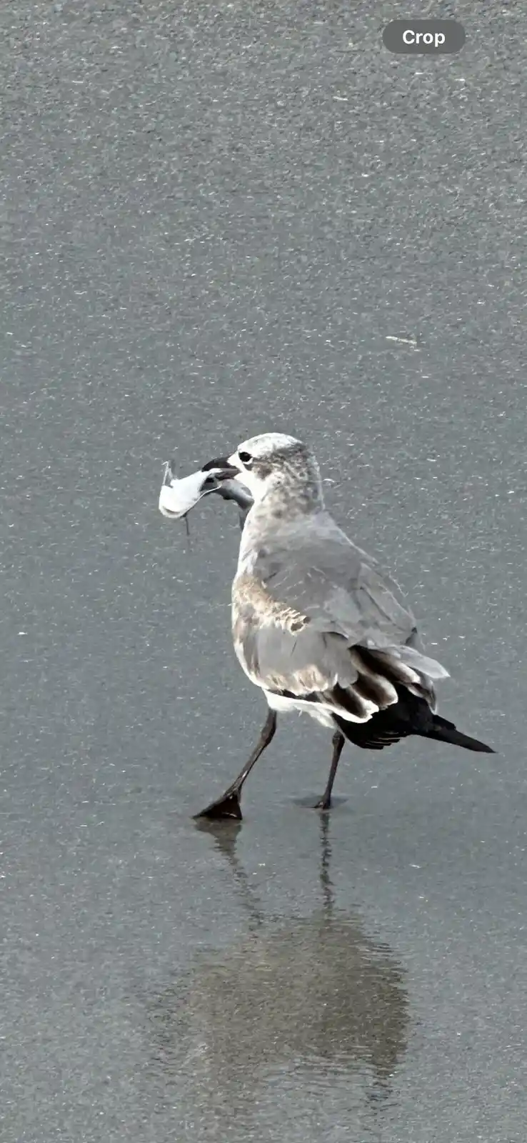 A seagull stands on wet asphalt, holding a small white object in its beak, with a 'Crop' button visible in the top right…