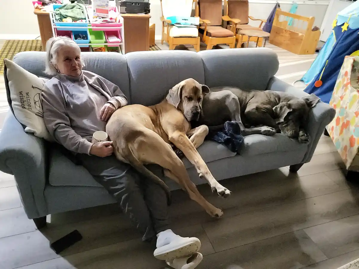 An older woman sits on a blue couch holding a mug, with two large Great Danes lounging beside her. One dog is sprawled…