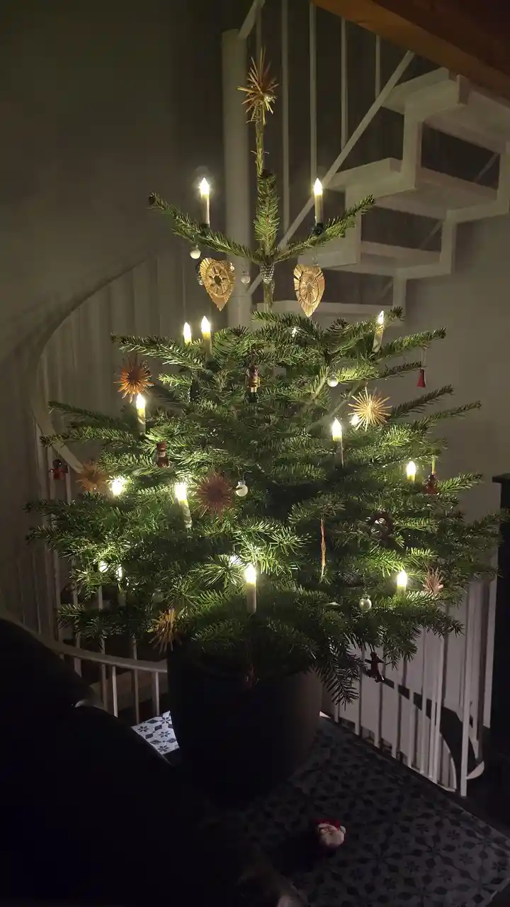 After Years Without a Tree, Here Comes the Trophy!