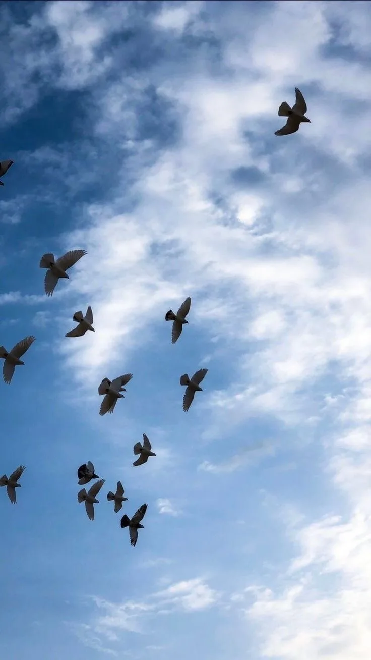 A flock of birds flies against a blue sky with scattered white clouds. One bird in the lower center of the image is…