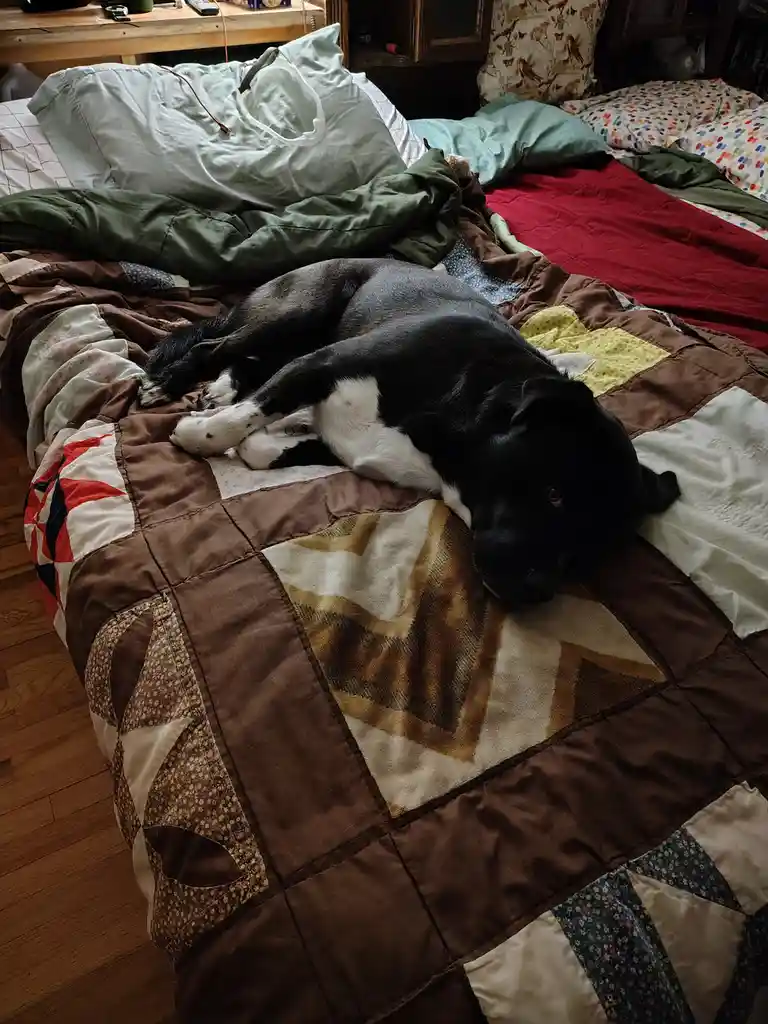 The Ultimate Bed Hog: Meet My Furry Overlord