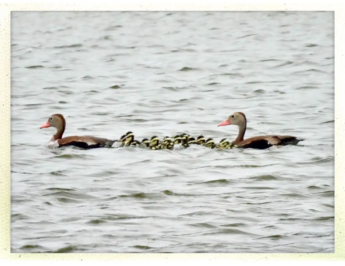 Two adult ducks swim side-by-side in calm water, with a long line of small, striped ducklings swimming between them in a…