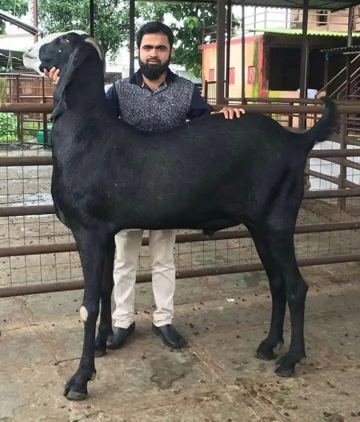 Behold the colossal goat of legend!
