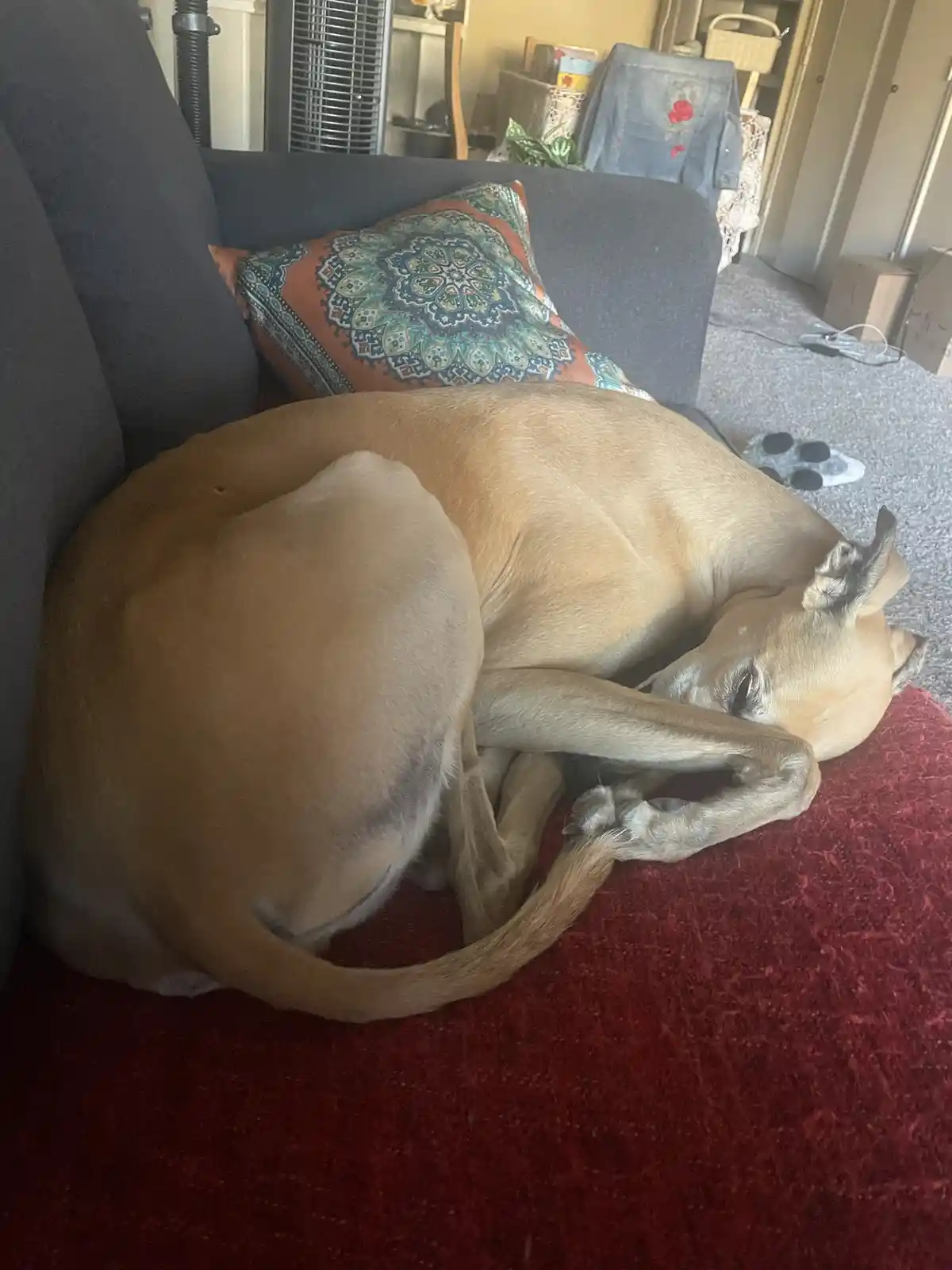 A tan dog is curled up sleeping on a red rug on a gray couch, with one paw tucked under its head and its tail wrapped around…