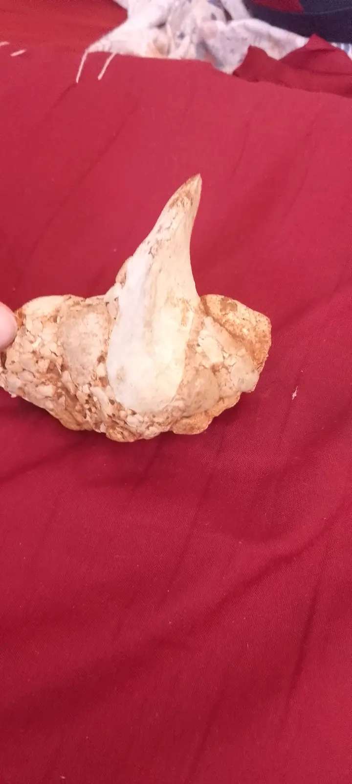 A person holds a large, fossilized shark tooth embedded in a rough, tan-colored rock matrix, set against a red fabric…