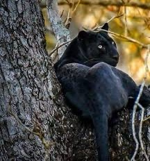A black feline, likely a black panther or black leopard, is lounging on a tree branch with a calm expression. The image has…