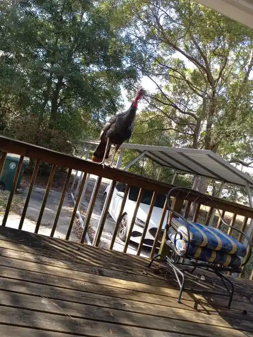 A wild turkey stands confidently on the wooden railing of a residential porch, with a blue and yellow striped patio chair…