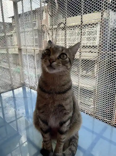 A tabby cat with wide, surprised eyes sits upright on a blue surface behind a white mesh screen, looking upward. The…