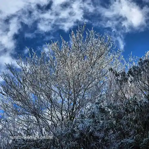 A photograph of frost-covered tree branches against a bright blue sky with wispy white clouds. The image has a watermark in…