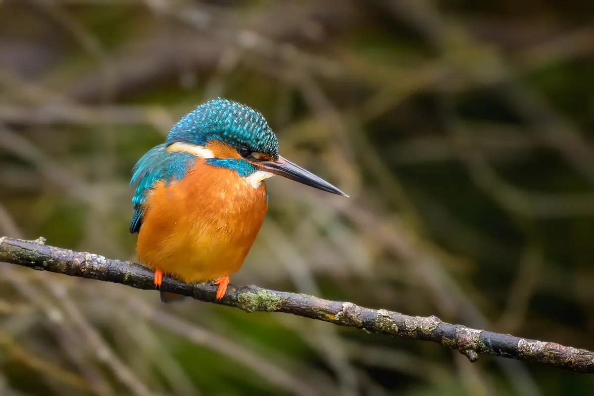 Meet the Stunning Kingfisher: Nature's Jewel