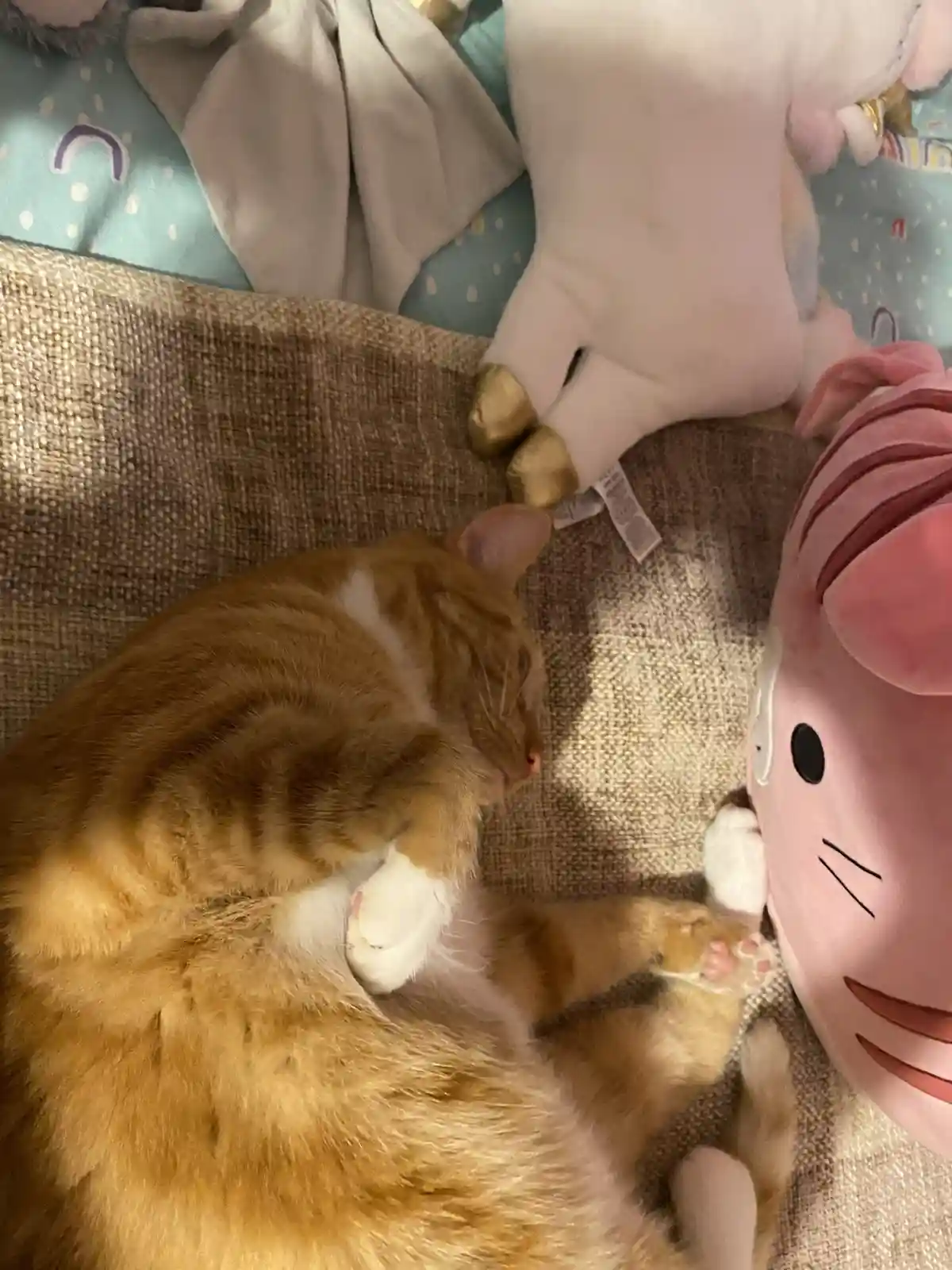 An orange tabby cat is curled up and sleeping on a textured brown couch, next to a large pink Hello Kitty plush toy and a…