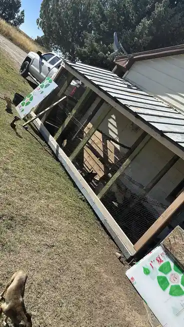 An outdoor photo shows a partially constructed wooden chicken coop with a metal roof, leaning at a severe angle. Inside…