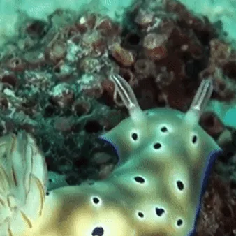 A six-panel grid shows a pale yellow sea slug with black spots and two antennae slowly turning its head to the right across…