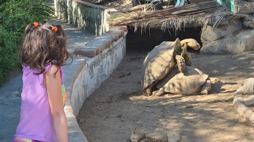 Did you know that turtles can actually make a MEOW sound?