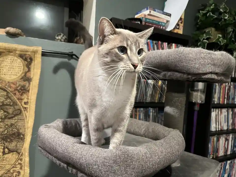 Daily Dose of Ivy: Cat Chronicles - Day 358