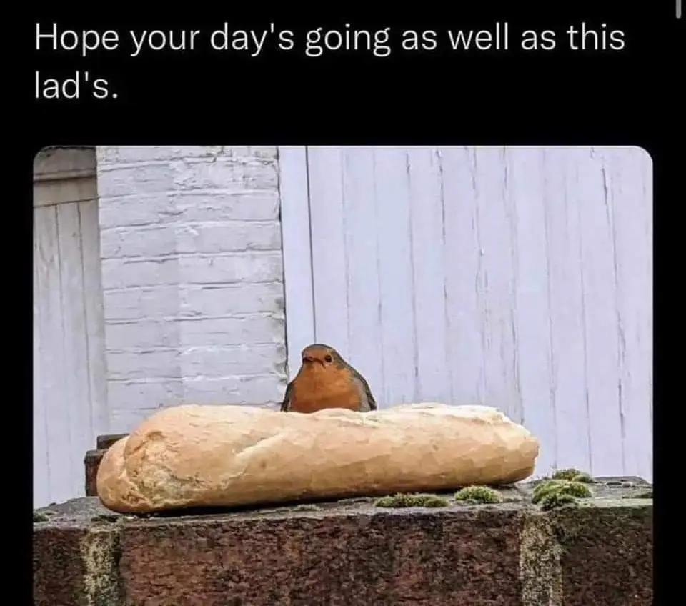A small bird with a reddish-orange breast and brown head is perched atop a long, crusty loaf of bread. The bread rests on a…