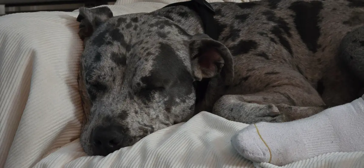 A large, spotted dog with a brindle coat is sleeping peacefully on a white corduroy bed, its head resting on a pillow. A…