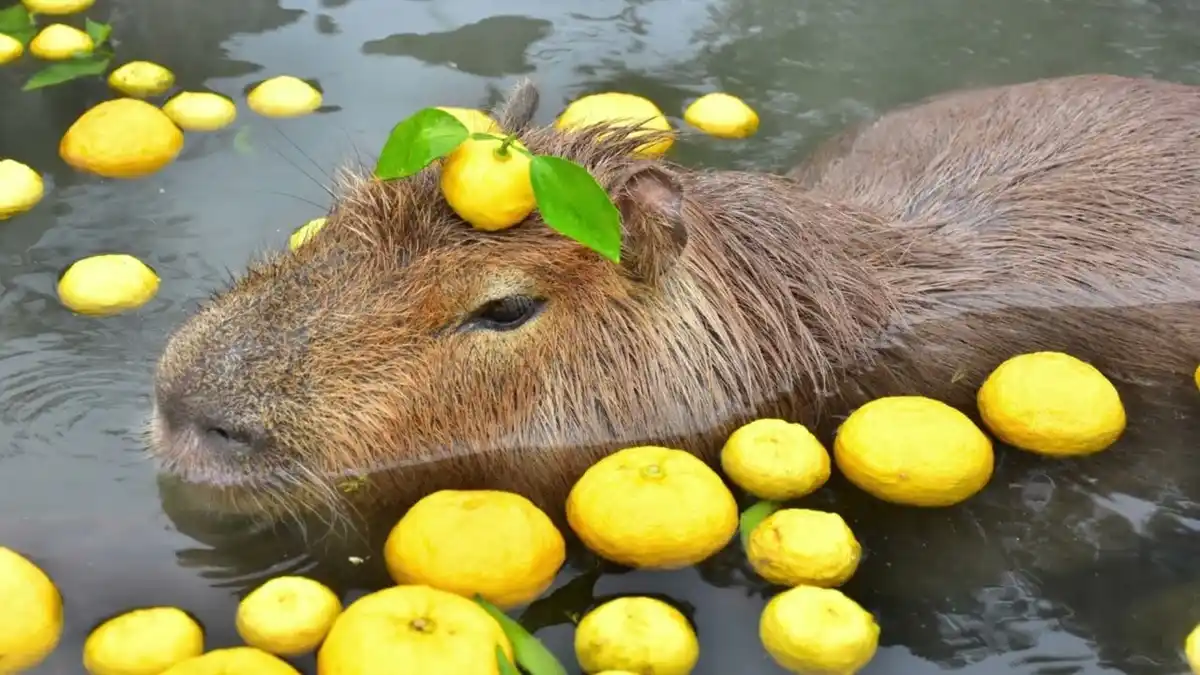 A capybara is partially submerged in water, surrounded by numerous floating lemons, with one lemon and two green leaves…