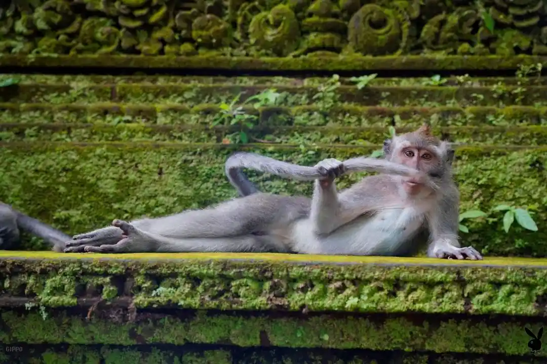 Playmonkey's Exclusive Centerfold Reveal