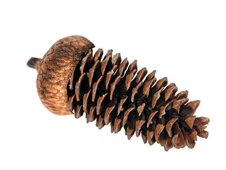 A close-up photograph of a brown pinecone against a plain white background. The pinecone is angled diagonally, showing its…