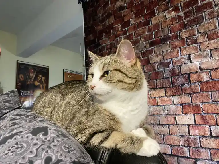 A tabby and white cat with a stern, unimpressed expression sits on a patterned couch against a brick wall, looking off to…