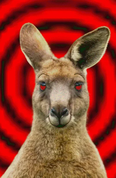 Six panels show a kangaroo's face against swirling backgrounds of red, yellow, green, blue, purple, and red again. In each…