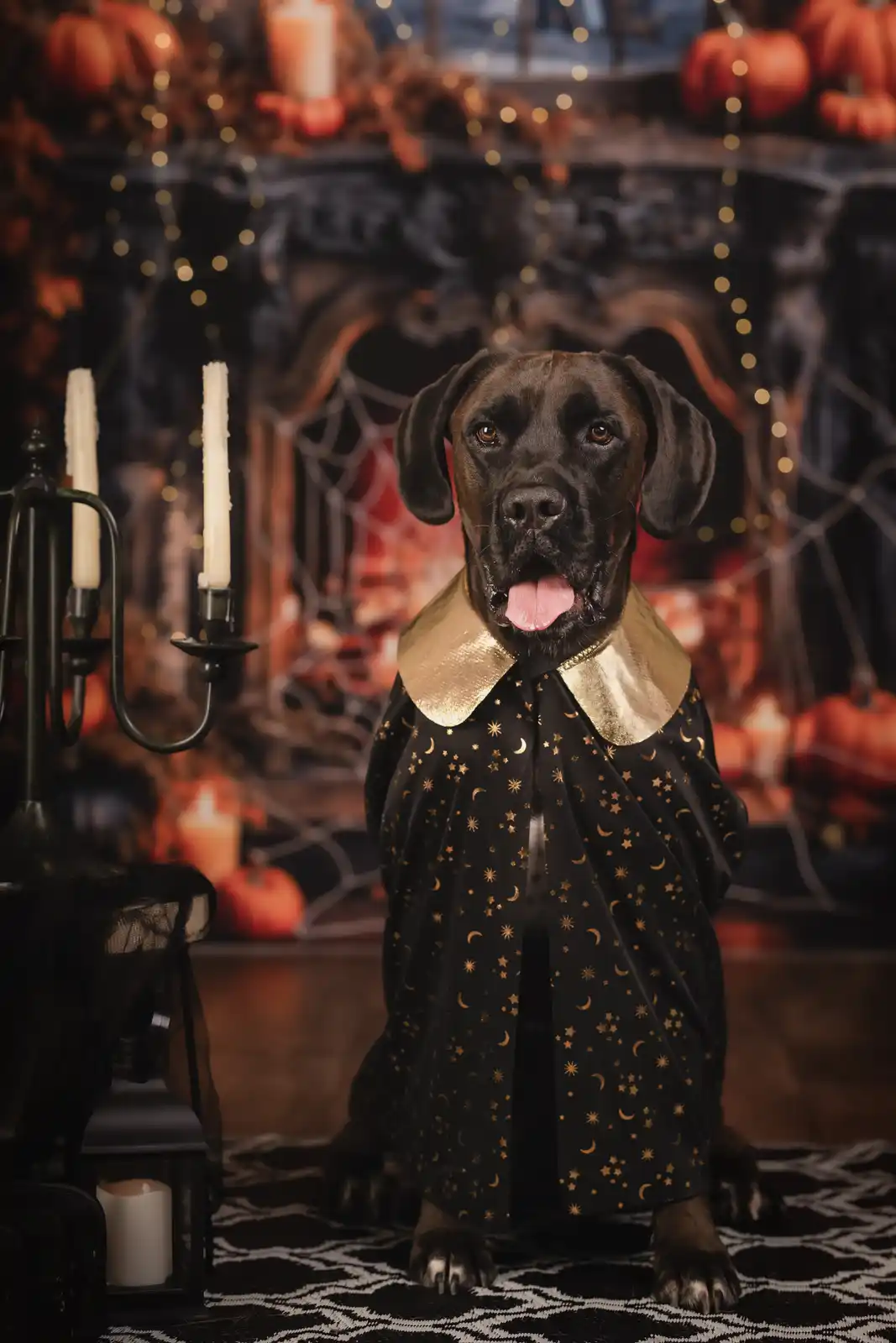Get Ready for a Howling Good Halloween!