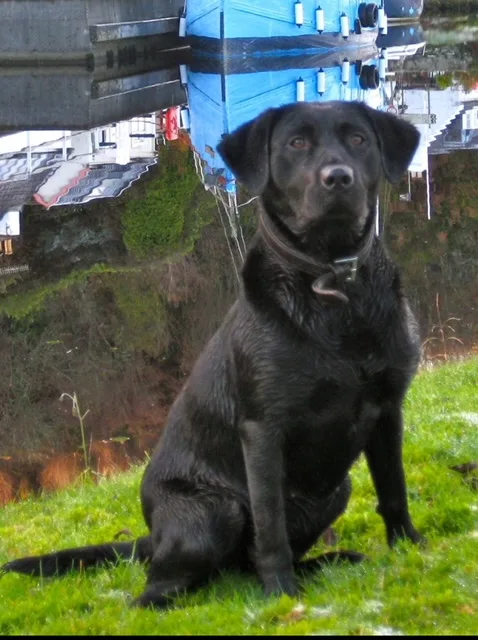 Introducing Bogarie Arran Labrador, Nicknamed 'Breigh'