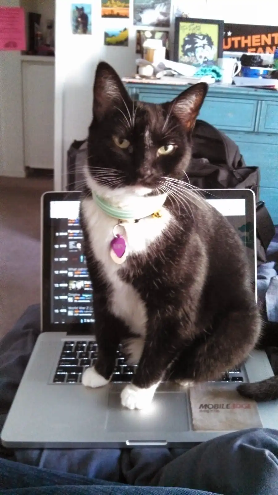 A black and white cat with a green collar and purple tag sits upright on a laptop keyboard, looking directly at the camera…