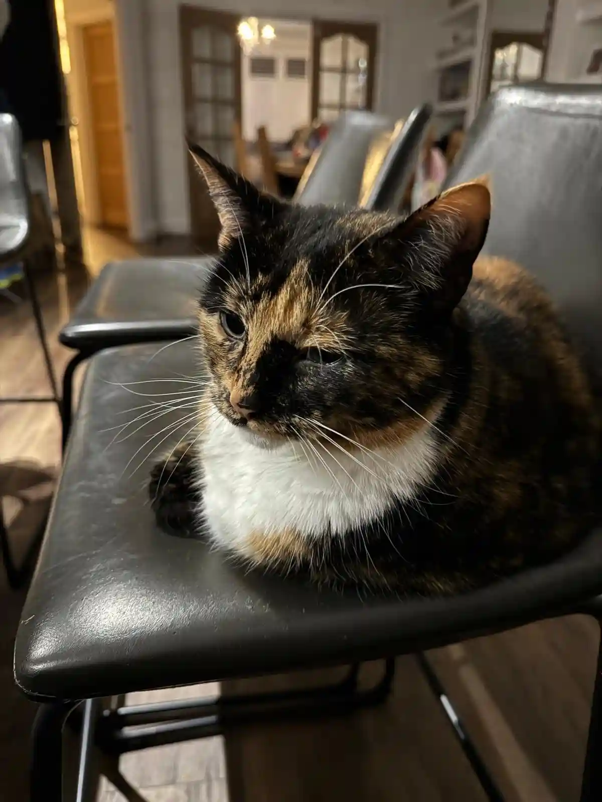 A calico cat with black, orange, and white fur sits on a black leather chair, looking slightly bored or unimpressed. The…