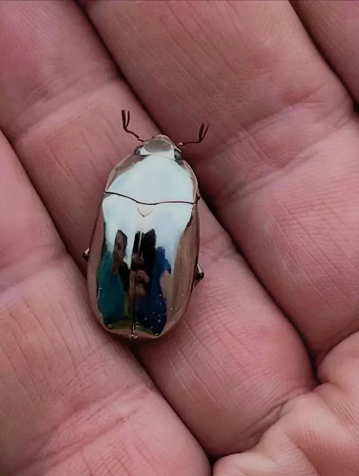 a shiny, metallic beetle with a highly reflective shell rests in the palm of a person's hand, clearly mirroring the…