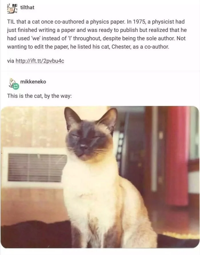 A Siamese cat with dark facial markings and light cream-colored fur sits calmly, eyes half-closed in a relaxed expression…