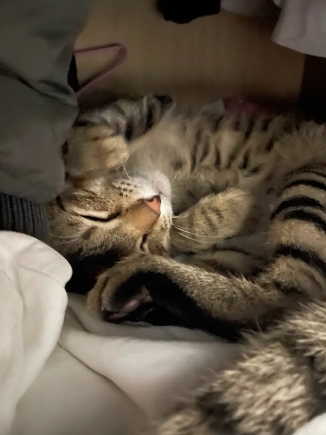 A tabby cat is curled up and sleeping soundly on a bed, surrounded by blankets, with its eyes closed and paws tucked in. The…