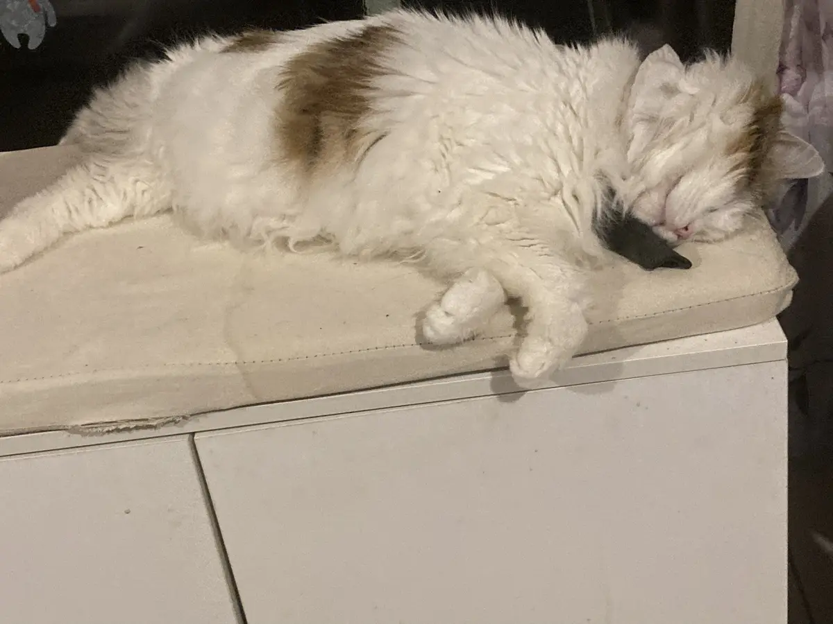 Daily cat photo series: Episode 1