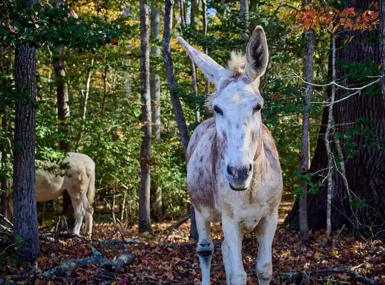 A white and brown donkey stands in a forest with autumn leaves on the ground, looking directly at the camera. Another donkey…