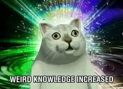 A white cat with wide, surprised eyes stares forward against a psychedelic background of swirling green and purple light…