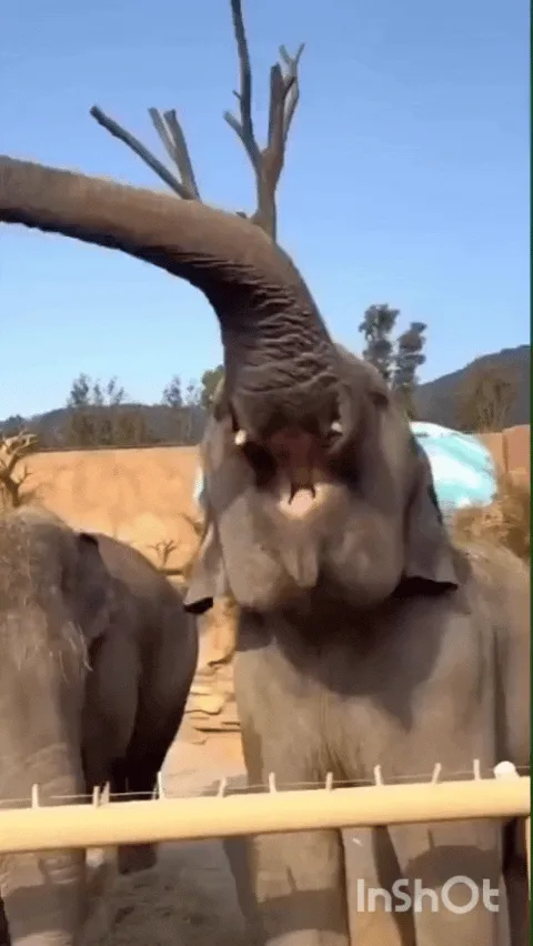 A split-screen meme shows an elephant in a zoo enclosure with its trunk raised and mouth open, appearing to roar or trumpet…