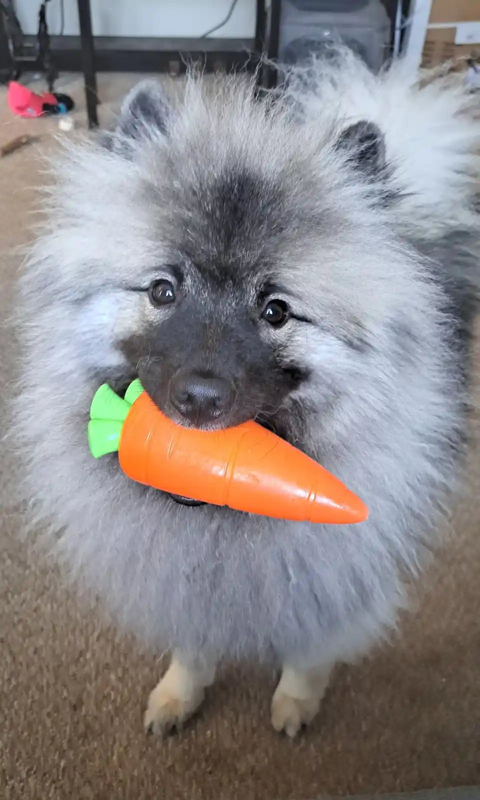 A fluffy grey and black dog with a dark muzzle is looking directly at the camera while holding an orange plastic carrot toy…