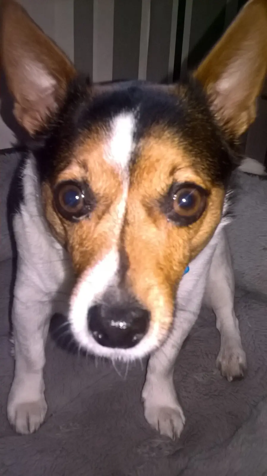 Meet Bob, the Big-Eared Wonder