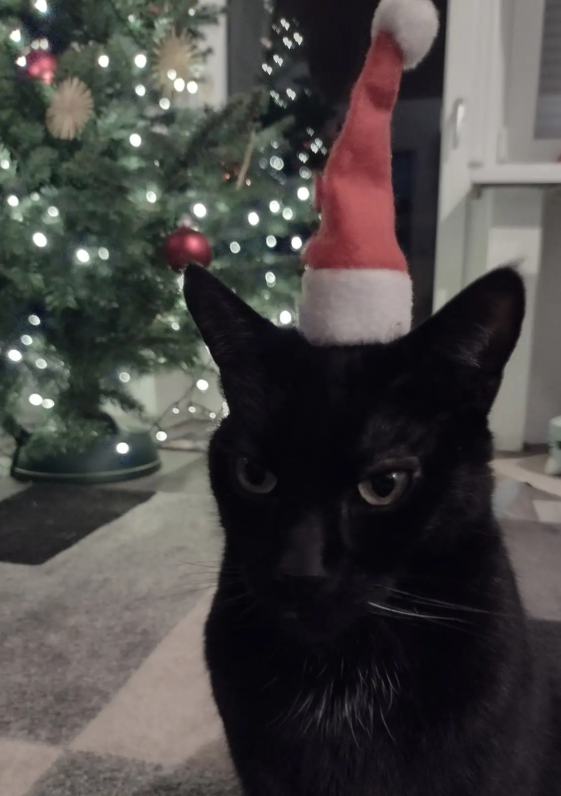 A black cat stares directly at the camera with a neutral, unimpressed expression while wearing a red and white Santa hat…