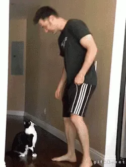 A sequence of six images shows a man progressively lifting a black and white cat from the floor to a standing position, then…