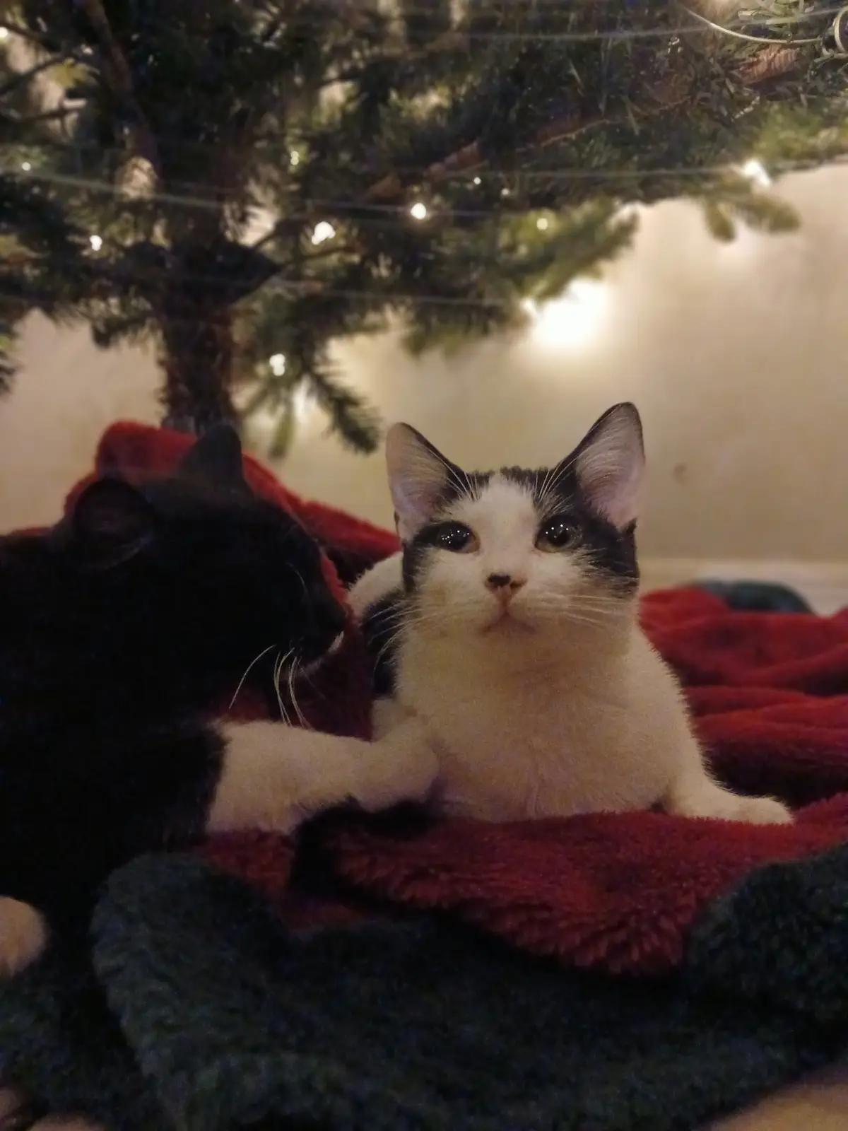 Chillin' Under the Tree