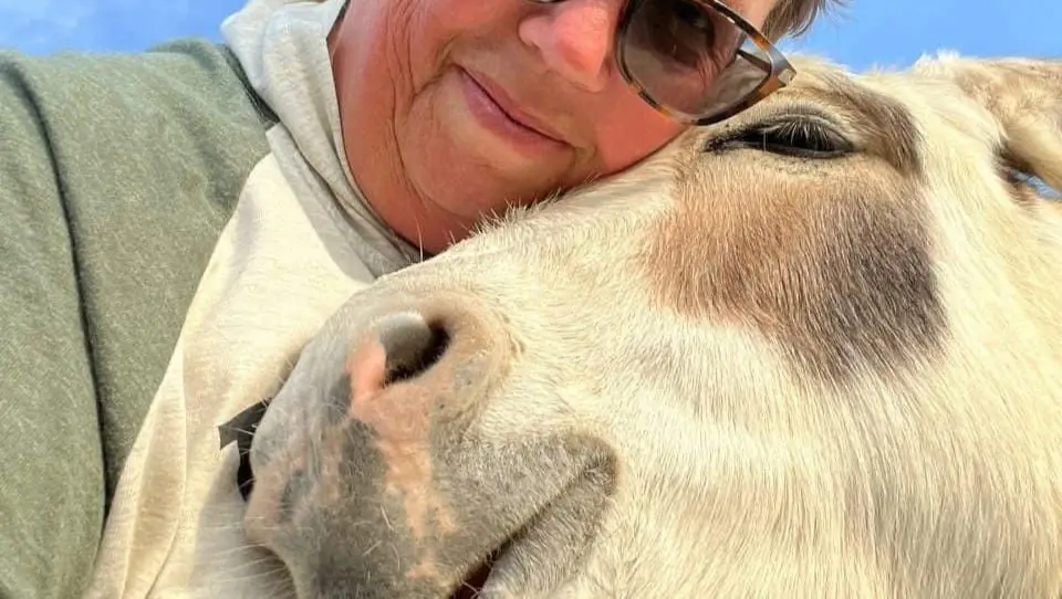 Latest update on Zeb, the adorable mini therapy donkey