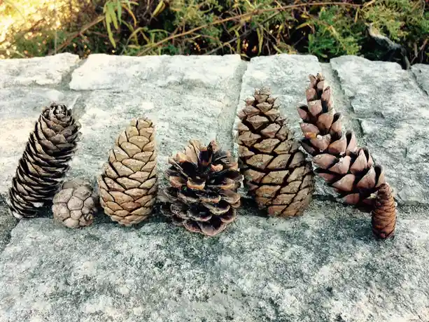 A row of pine cones of varying sizes and shapes arranged on a gray stone surface, with green foliage and sunlight in the…
