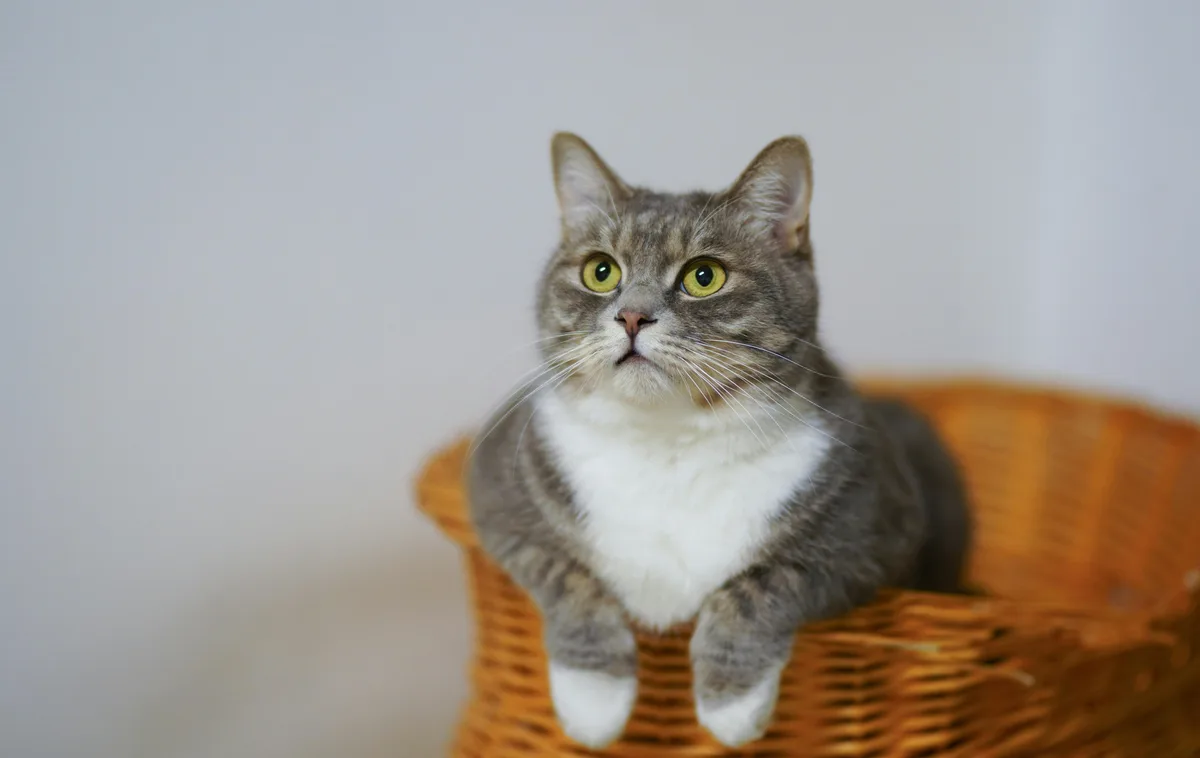A gray tabby cat with a white chest and paws sits in a wicker basket, looking upward with wide, startled yellow eyes and an…