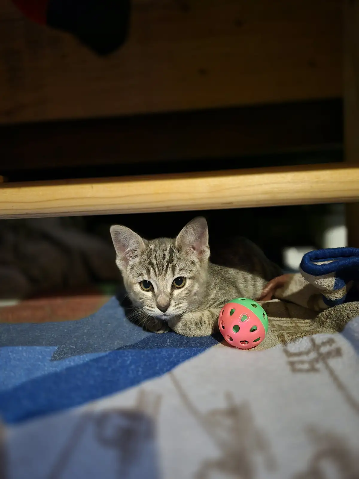Welcome Home, Lil Tennessee! The Adventure Begins