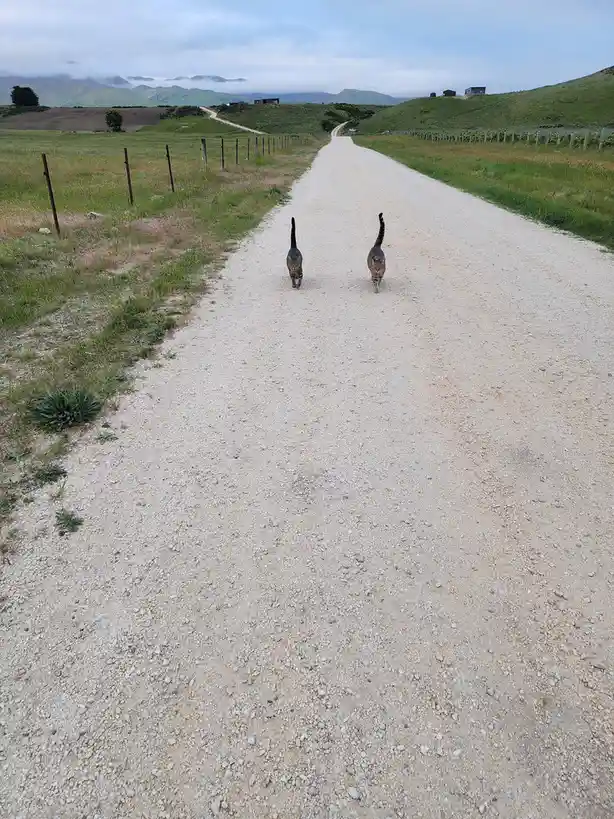 Two tabby cats with upright tails are walking directly toward the camera down a long, straight gravel road in a rural, hilly…