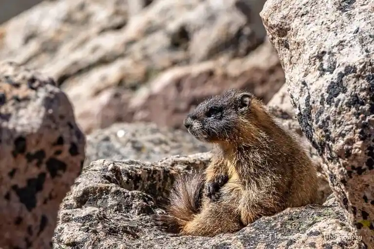 A marmot sits calmly among large, textured rocks, looking off to the side with a relaxed posture. The image has text…